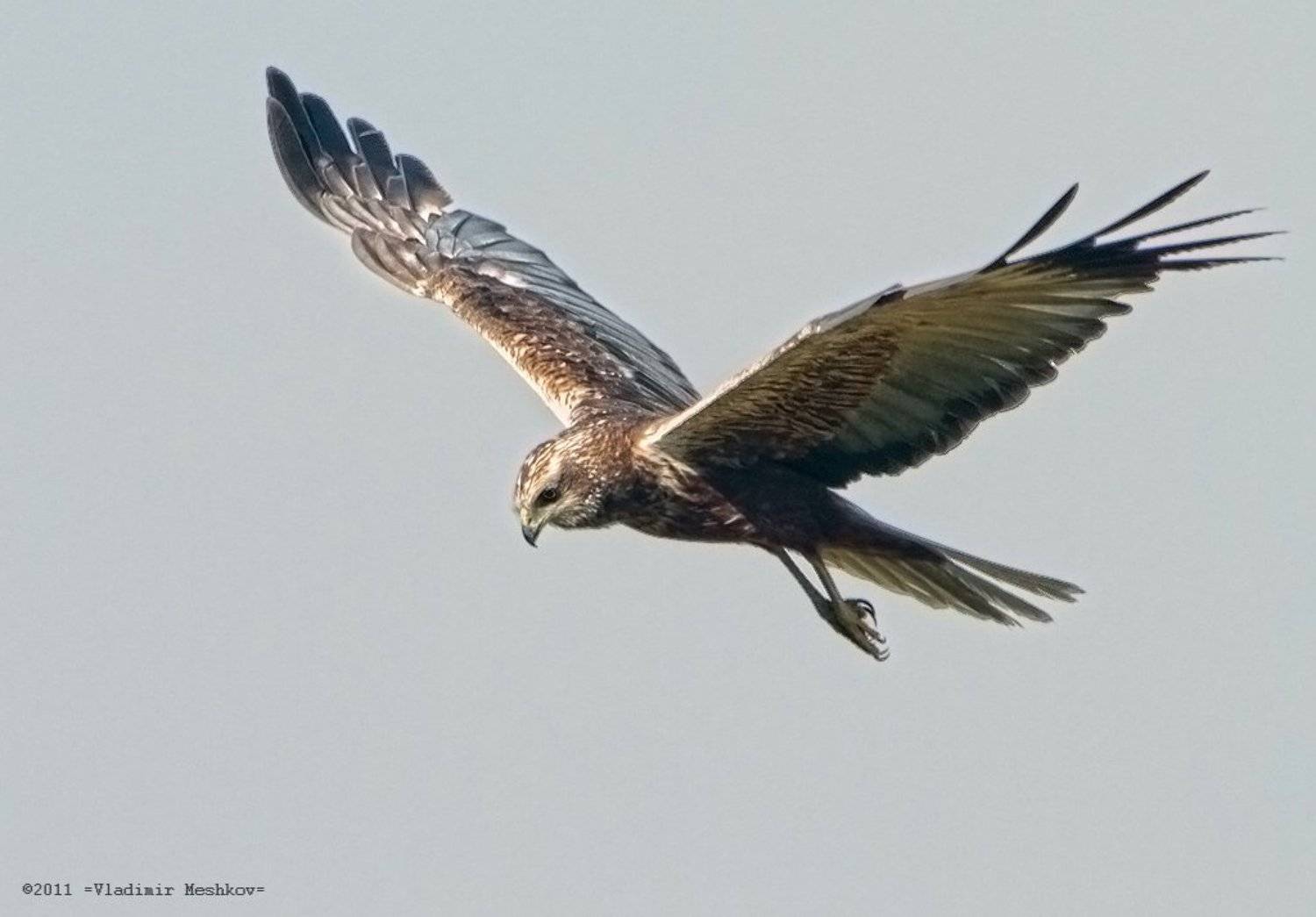 , &copy; =Vladimir Meshkov=