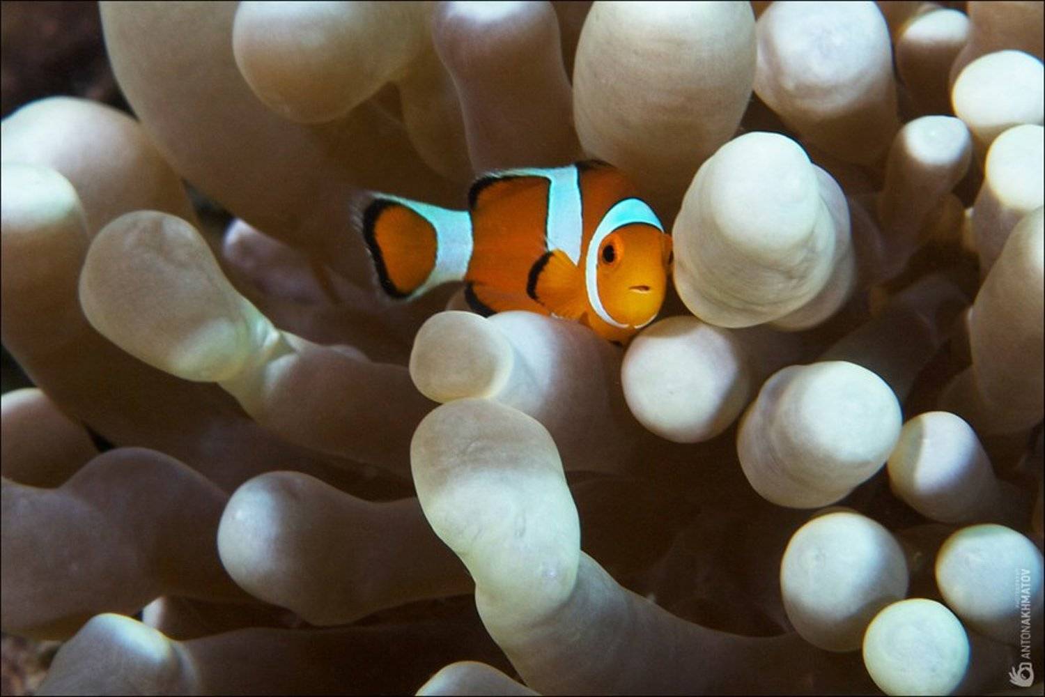 clown fish, underwater, anemone, malasia, sipadan, Anton Akhmatov