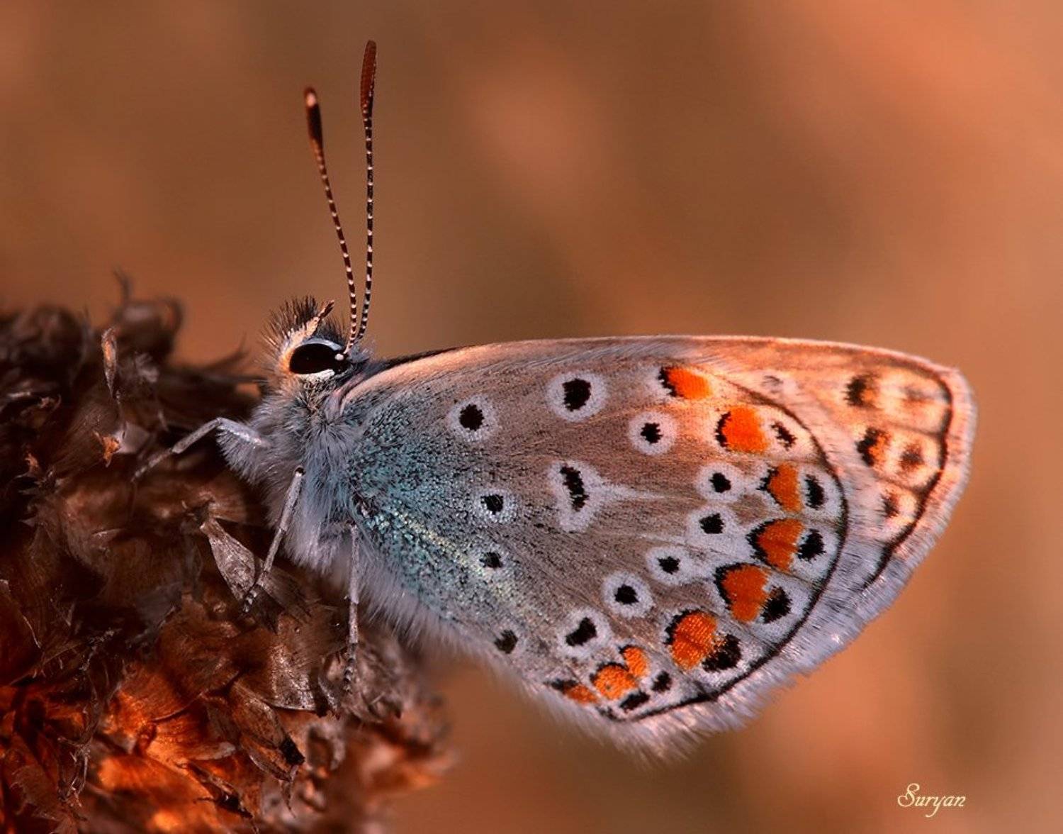 лето, баббочка, голубянка, Олег Сурьянинов