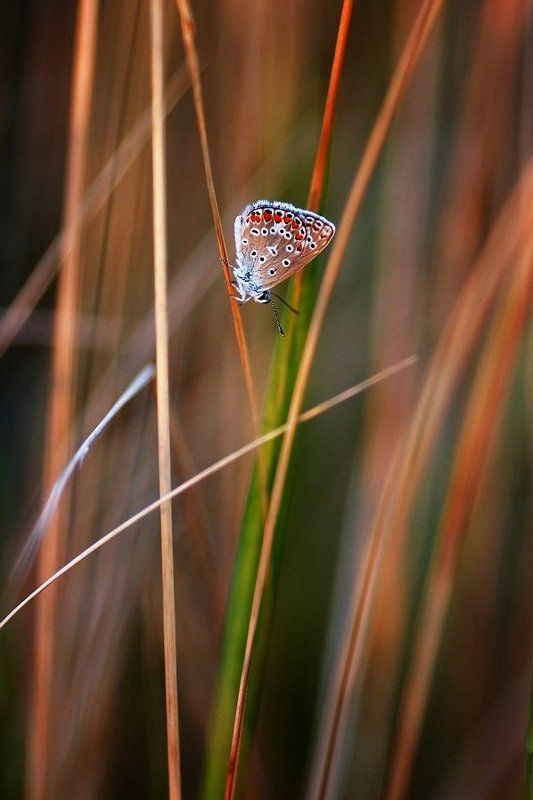 ВЕЧЕР фото превью