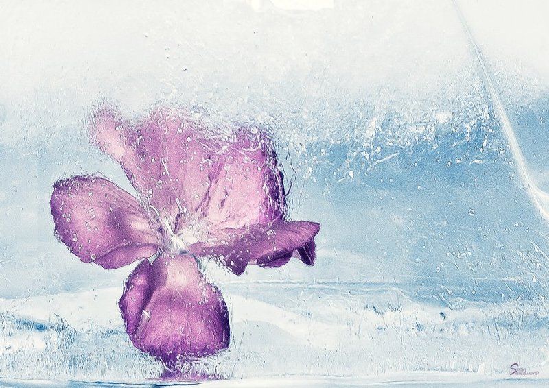 Ice фото превью