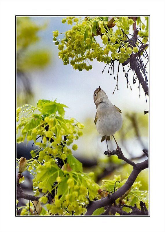 гордый птЫц фото превью