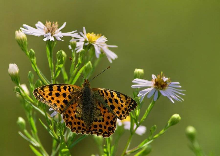 перламутровка, Cheplenko Aleksey