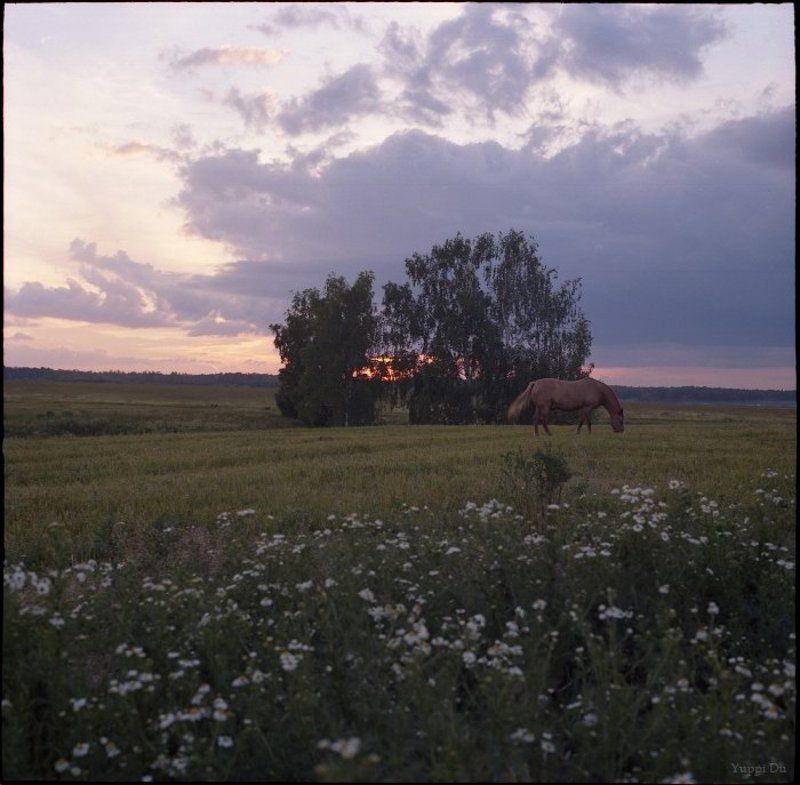 Про закат, лошадь и ромашки фото превью