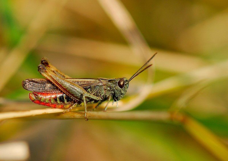 Kузнечик фото превью