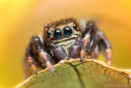 Evarcha arcuata  Salticidae adult male