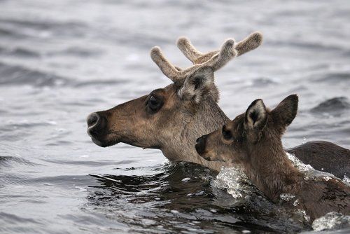 Важенка с оленёнком