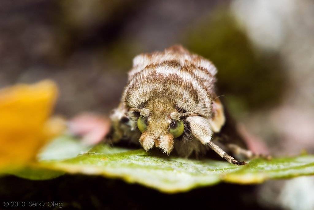 thyatira, batis, serkiz, oleg, Oleg Serkiz