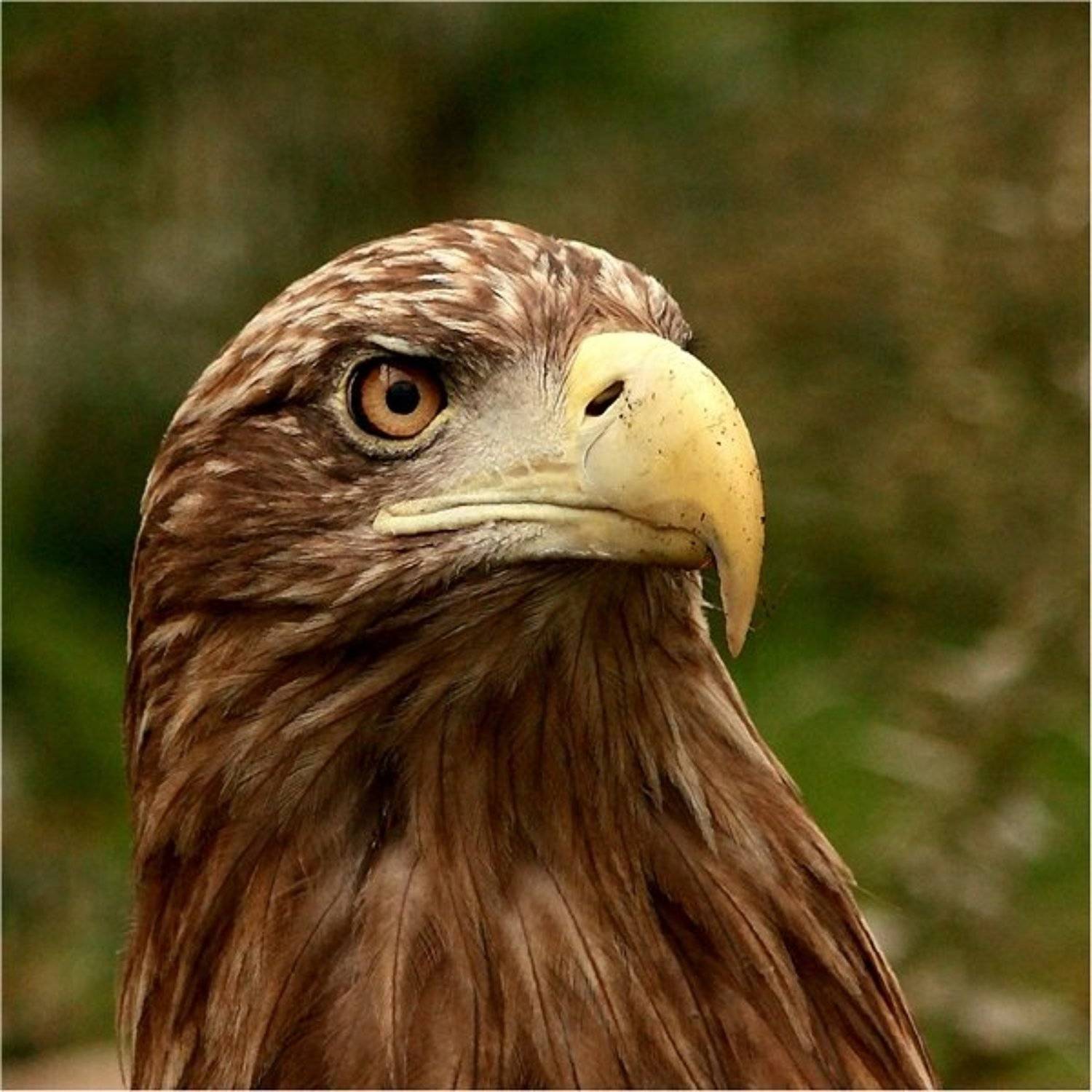 , Дмитрий Алексеев