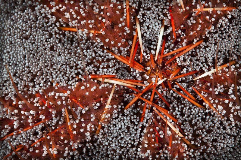 Ёжик.. фото превью