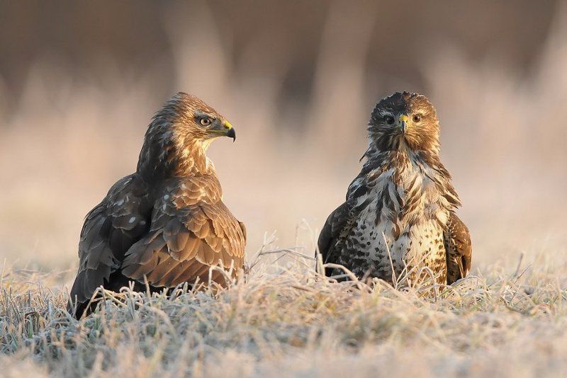 Buzzard