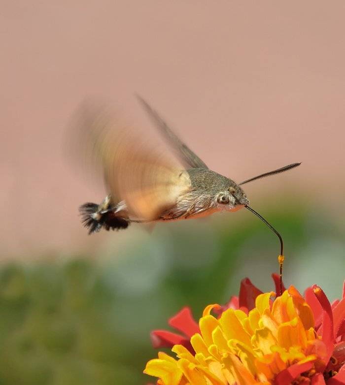 , Игорь Олейник