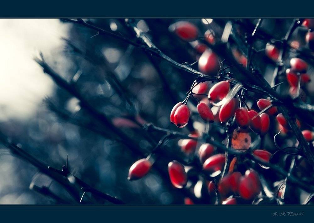 berries, red, blue. tinted, bushes, torn, Zdravko
