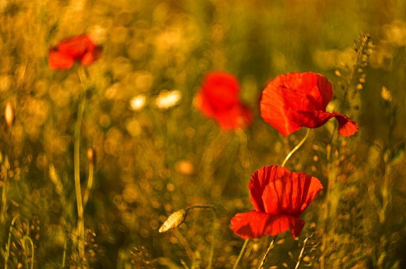 flowers фото превью