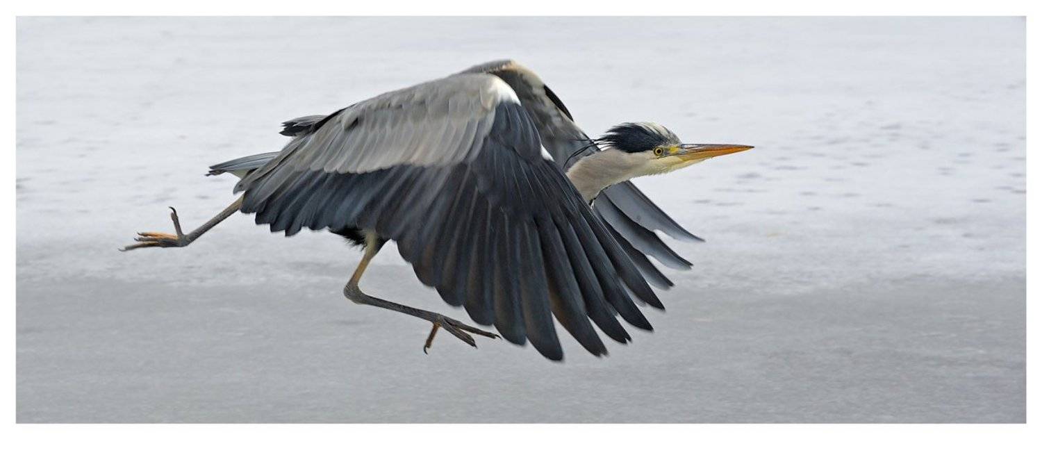 серая цапля, grey heron, ardea cinerea, Наталья Паклина