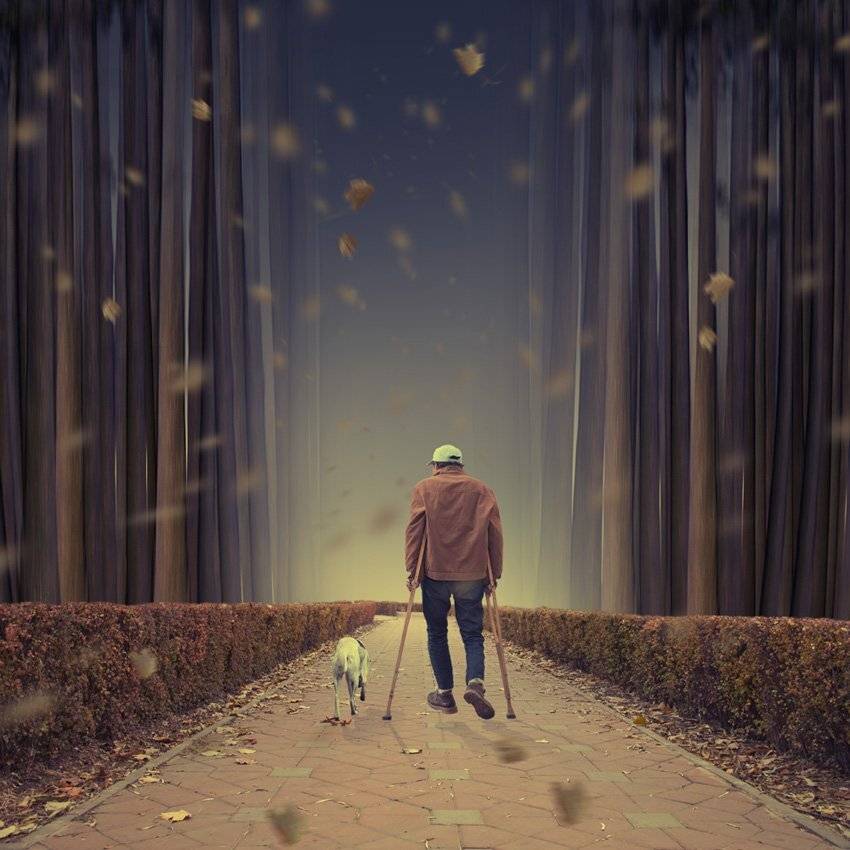 dog, man, forest, leaf, light, walk, brick, wind,, Caras Ionut