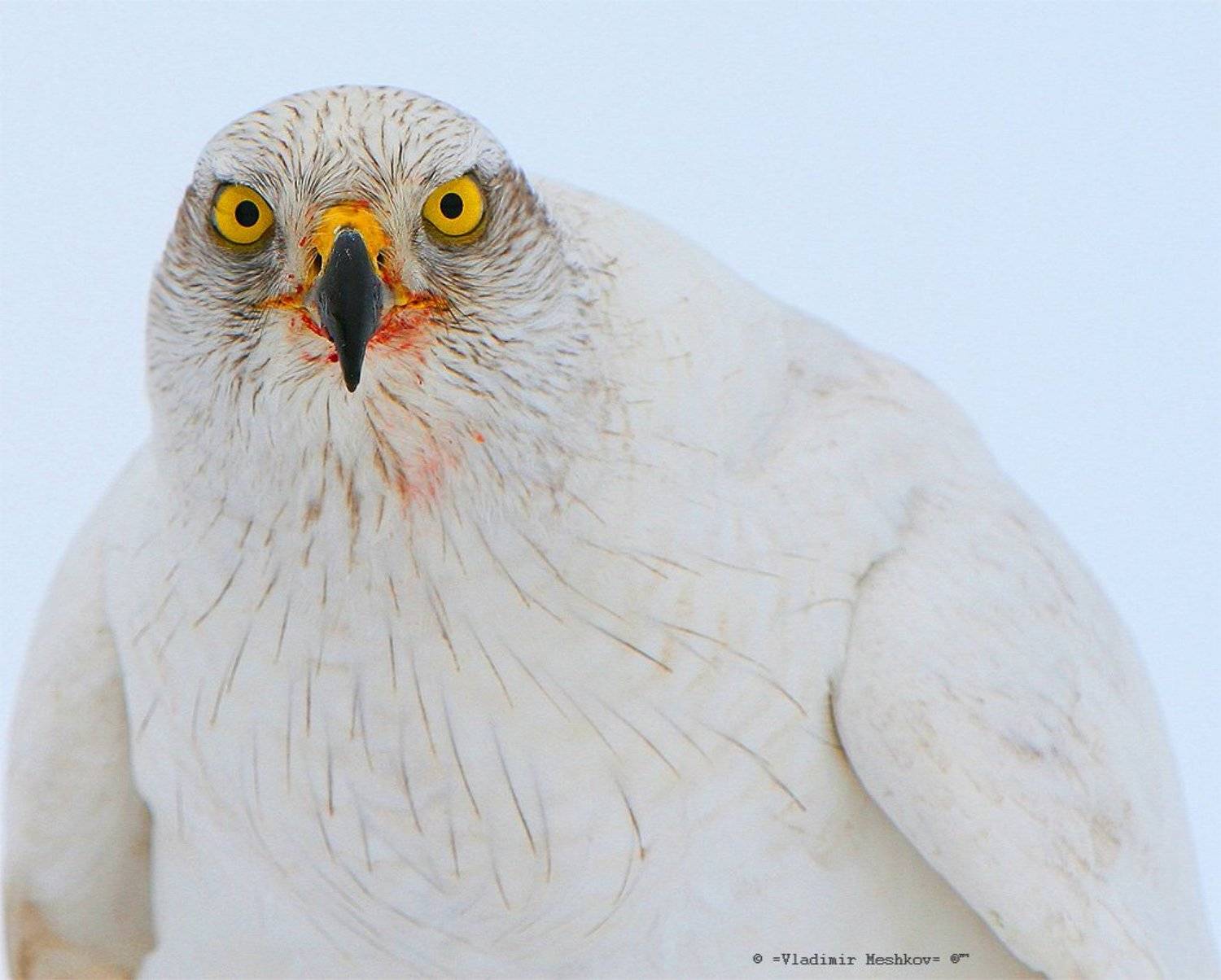 , &copy; =Vladimir Meshkov=