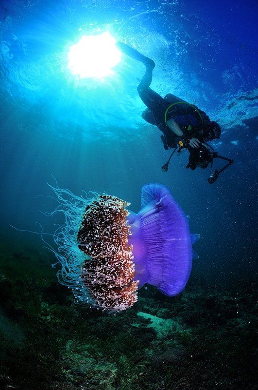 1-й Чемпионат Азии по подводной фотографии (CMAS) Себу, 26-30 ноябрь 2011 фото превью