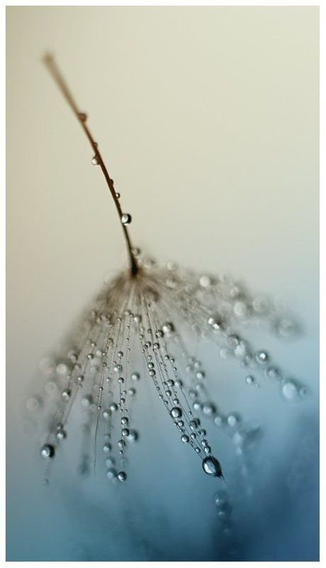 многоликий одуванчик) фото превью