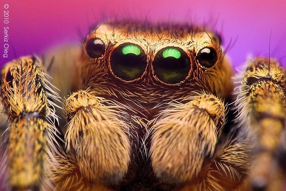 evarcha, falcata, male, serkiz, oleg, Oleg Serkiz