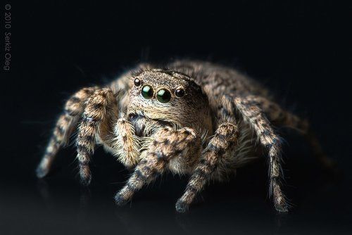 Asianellus festivus female