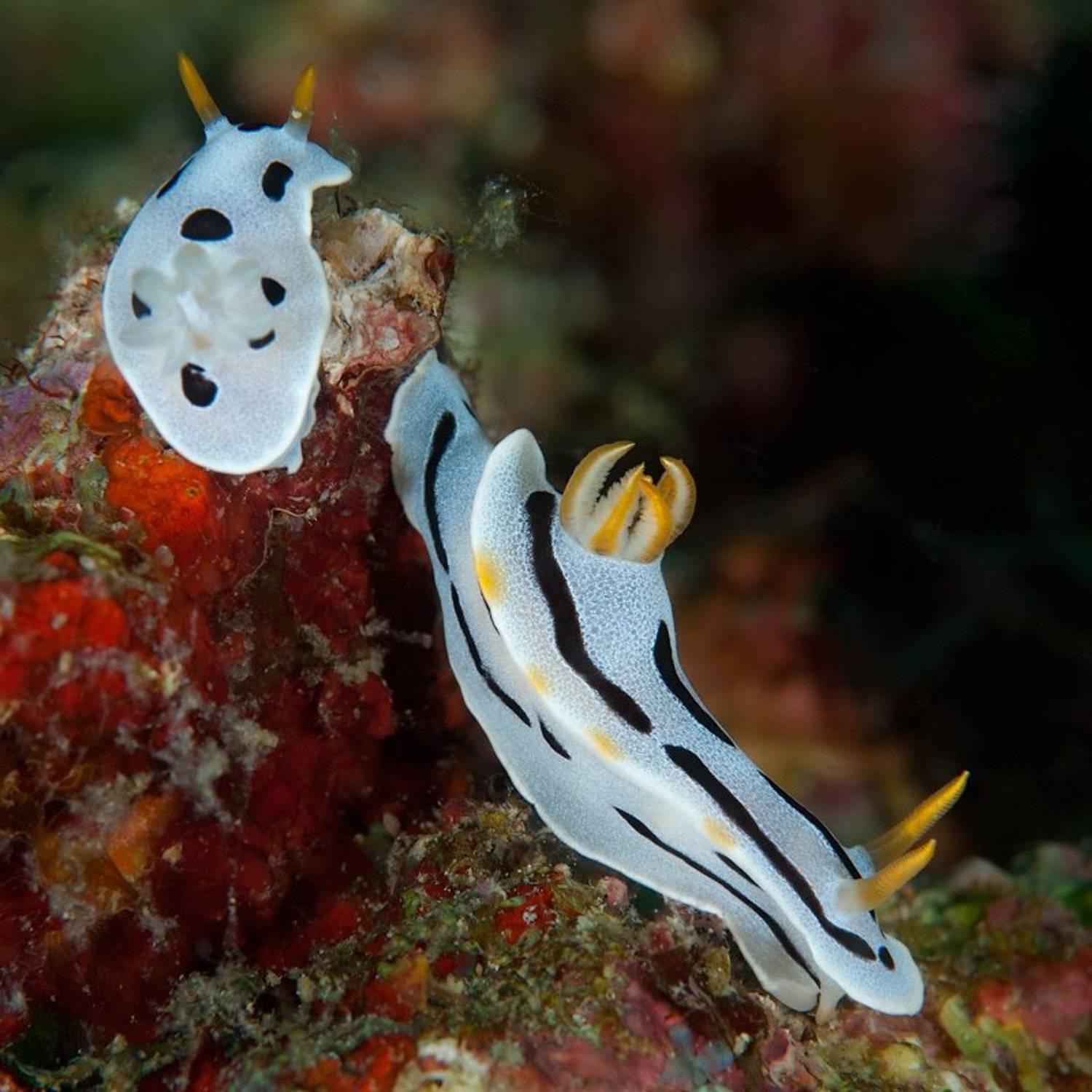 underwater, облом, Виктор Чистов