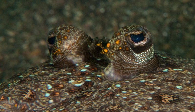 Начеку фото превью