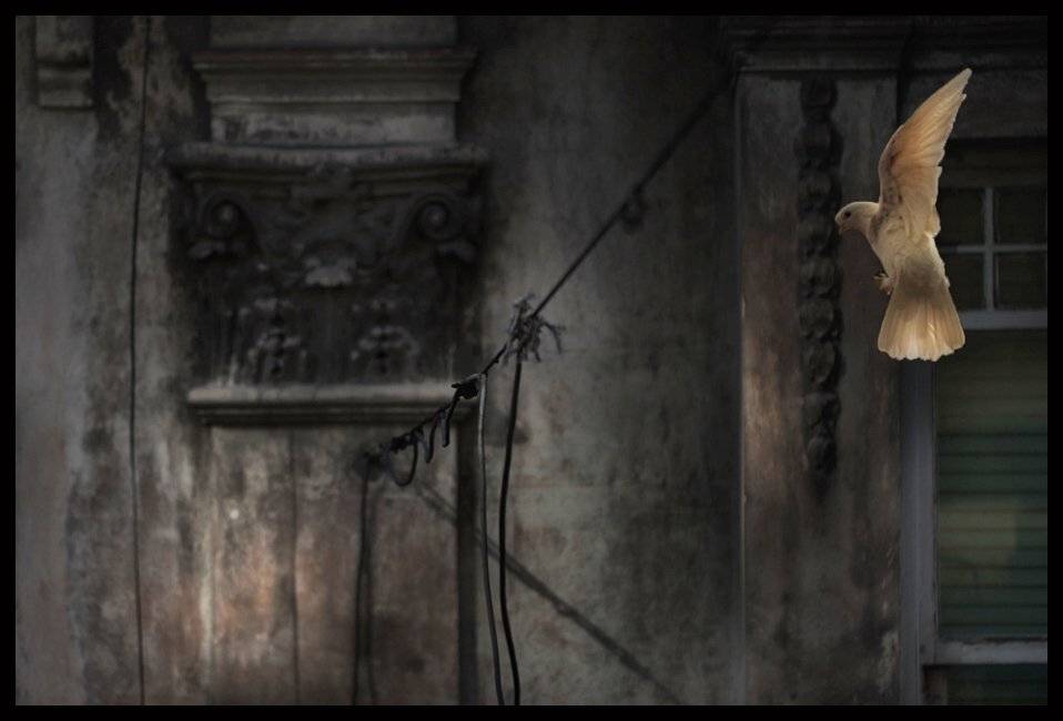 pingeon, mustafa yagci