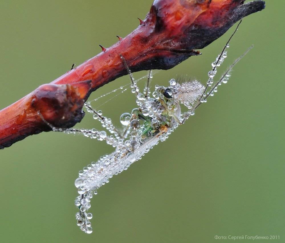 , Сергей Голубенко