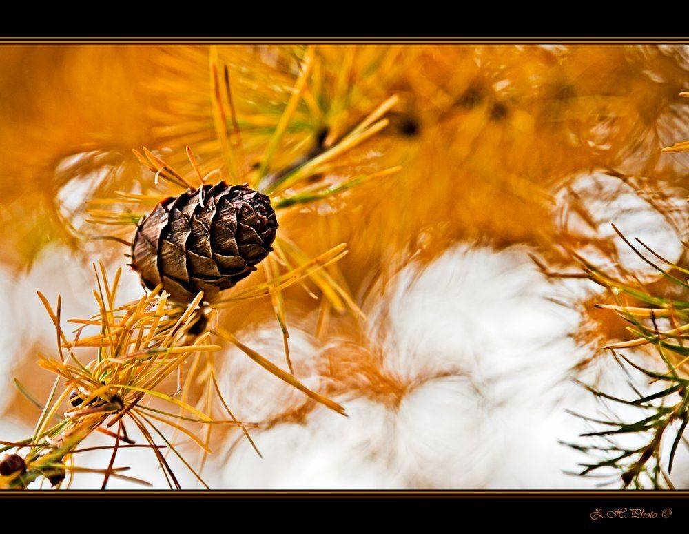 cone, tree, branches, needles, golden, yellow, bokeh, Zdravko