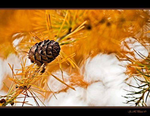 Cone in gold