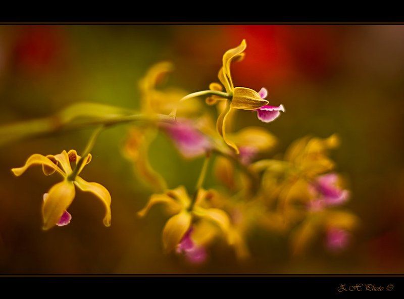 orchids, yellow, pink, red, bokeh Orchids фото превью