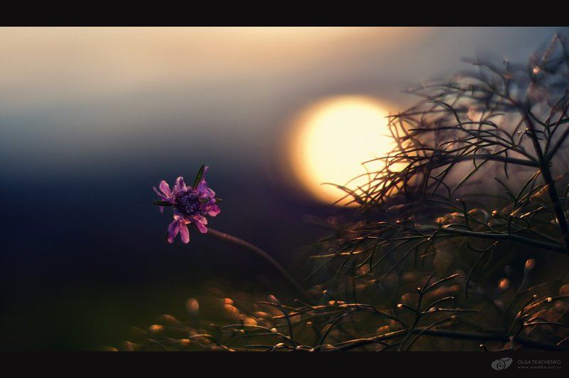 солнце, закат, цветы, трава Conversación con el sol фото превью