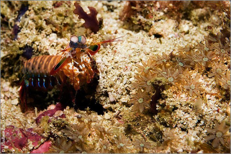 морская, креветка, богомол, мантис, odontodactylus, scyallarus, павлин, раскрашенный, арлекин, хищное, ракообразное Богомол: \