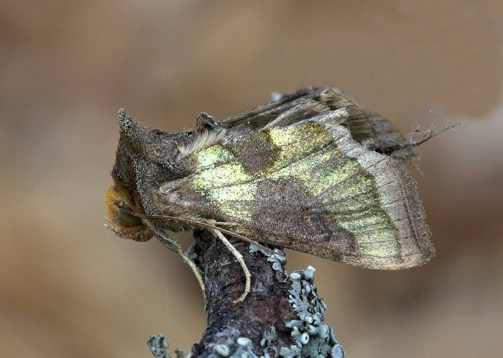 , Сергей Таланов