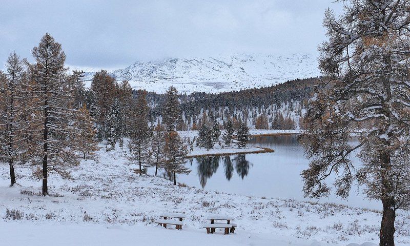 пейзаж, природа, снег, горы, алтай, осень Первый снег фото превью