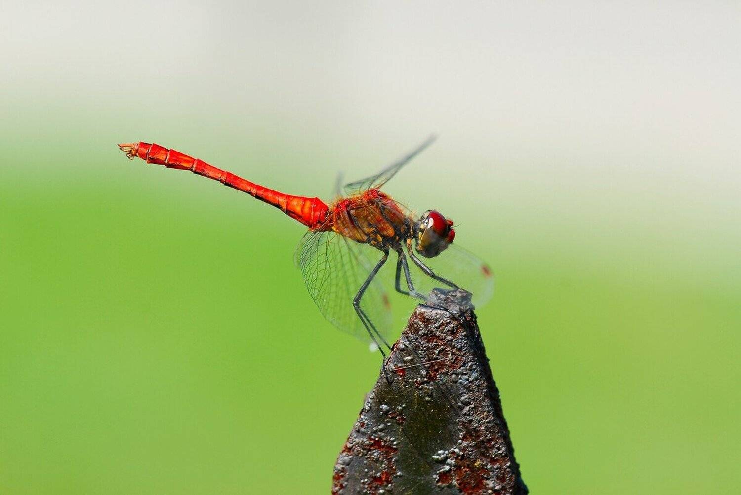 , Срђан Васиљевић