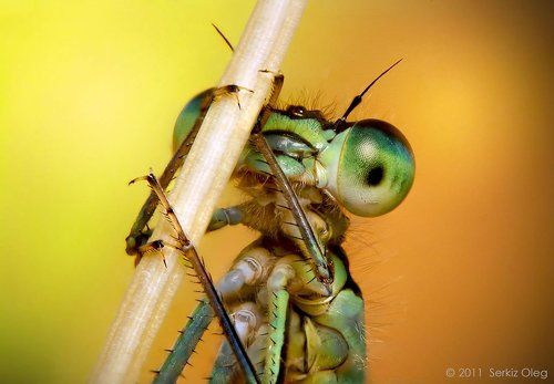 Damselfly Ischnura elegans male