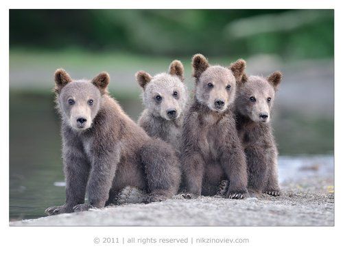 Ты наш папа?