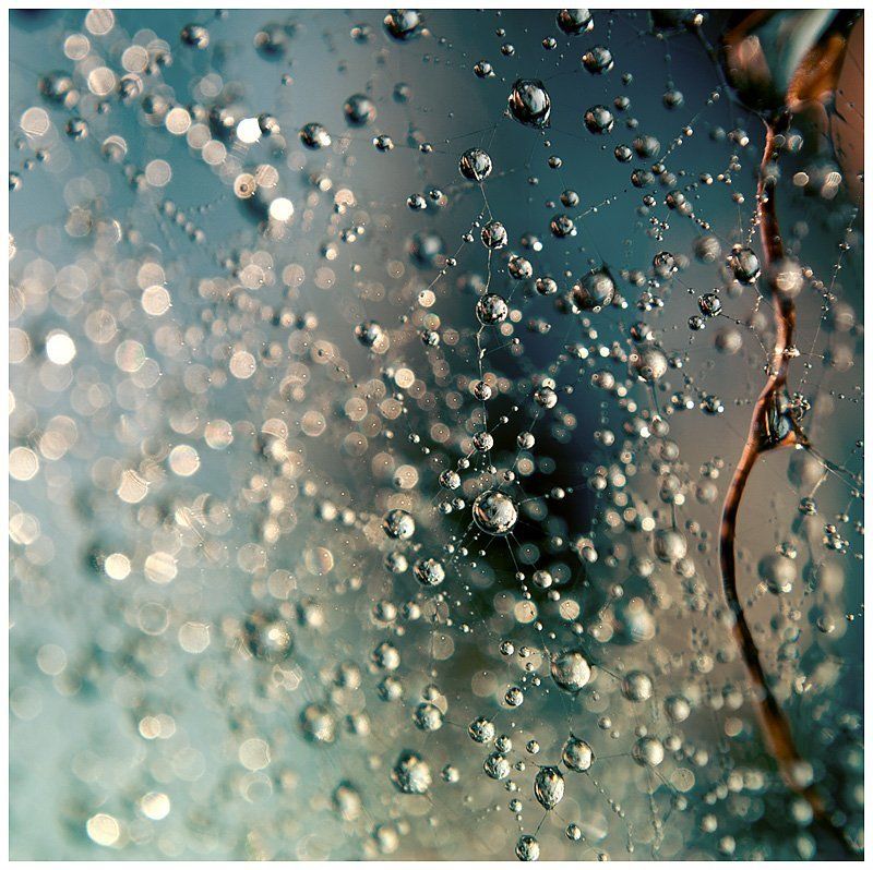 паутина фото превью