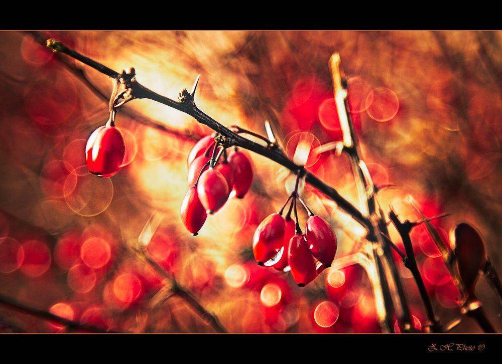berries, red, golden, shrub, torns, bokeh, Zdravko