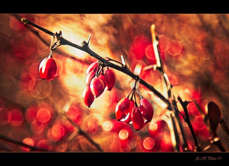 berries, red, golden, shrub, torns, bokeh Red berries on bokeh фото превью