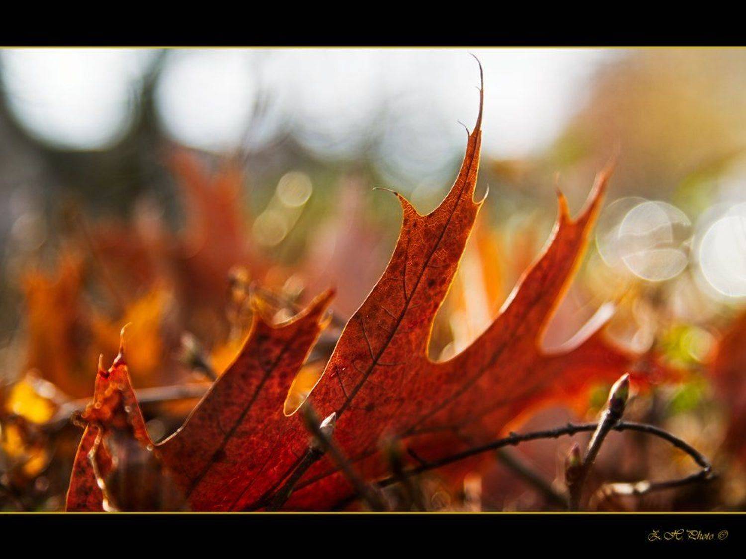 leaf, dry, brown, orange, bokeh, fingers, shrub, Zdravko