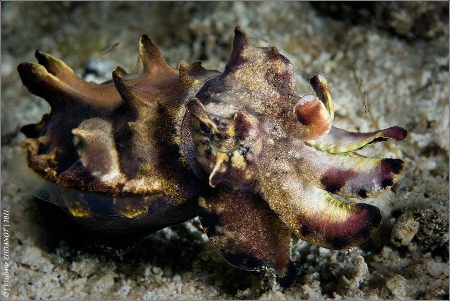 , Владимир Жданов