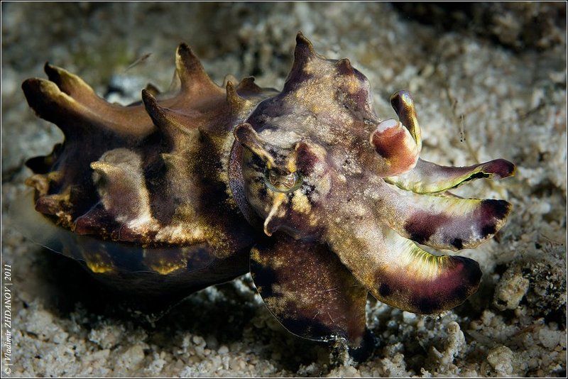 Опасная штучка фото превью