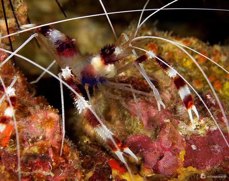 underwater, shrimp, boxer Boxer фото превью