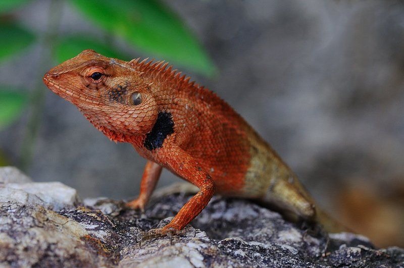 Ящер фото превью