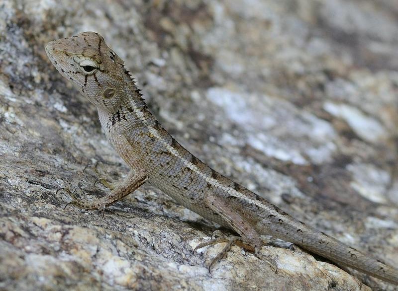 Скромница фото превью