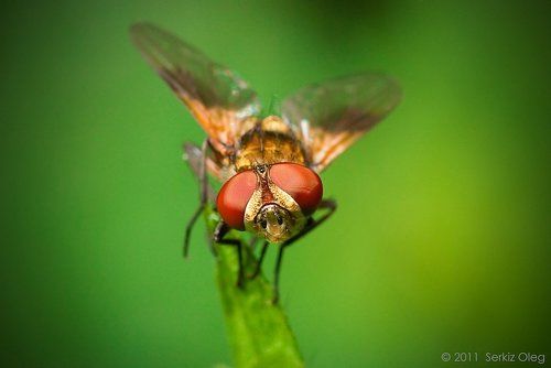 Ectophasia crassipennis