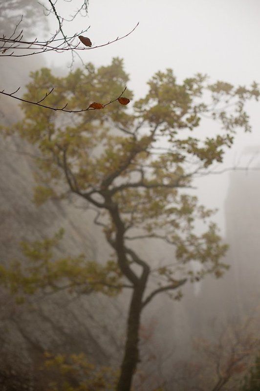 крым, украина, демерджи, туман, дерево, Скрыто в тумане фото превью